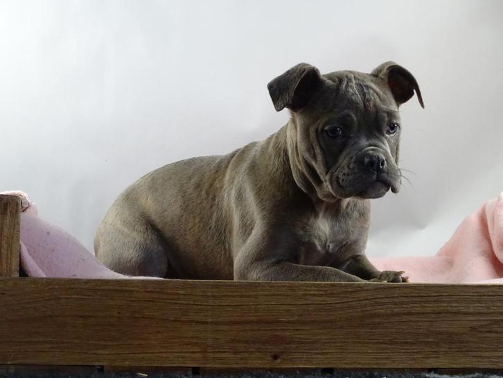 Old English Bulldog pups! t Gezonde type. Mogen mee!, Dieren en Toebehoren, Honden | Bulldogs, Pinschers en Molossers, Meerdere