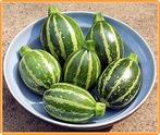 Piccolo f1 rondini courgette - basiseenheid gestreepte, Ophalen of Verzenden, Nieuw