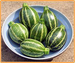 Piccolo f1 rondini courgette - basiseenheid gestreepte, Hobby en Vrije tijd, Knutselen, Nieuw, Ophalen of Verzenden