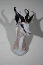 South African Springbok Taxidermie wandmontage - Antidorcas, Nieuw
