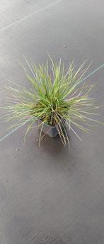 Blauw Schapengras: Festuca Glauca (grijs-blauw, siergrassen), Ophalen of Verzenden, Vaste plant, Bodembedekkers, Volle zon