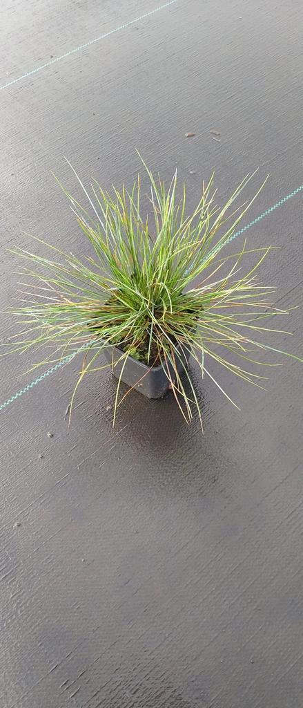 Blauw Schapengras: Festuca Glauca (grijs-blauw, siergrassen), Tuin en Terras, Planten | Tuinplanten, Bodembedekkers, Vaste plant