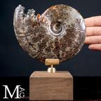 Uitgestorven inktvis Cleoniceras fossiel – Een fragment van, Verzamelen