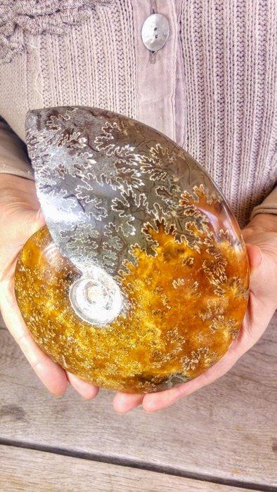 Ammoniet - Gefossiliseerd dier - Aioloceras (Cleoniceras), Verzamelen, Mineralen en Fossielen
