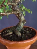 Elm Bonsai - Hoogte (boom): 30 cm - Diepte (boom): 22 cm -