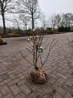 Magnolia stelleta 100cm, Tuin en Terras, Ophalen