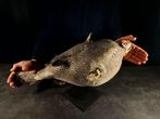 reuzen zeepaardje xxxl Taxidermie volledige montage -, Nieuw