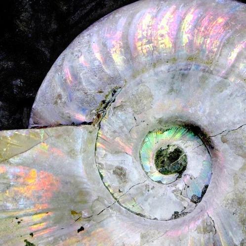 Cleoniceras Sp. Prachtige Alioceras Ammoniet -, Verzamelen, Mineralen en Fossielen
