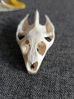 Schildpad Schedel - trionyx sinensis - 4 cm - 4 cm - 6 cm, Antiek en Kunst