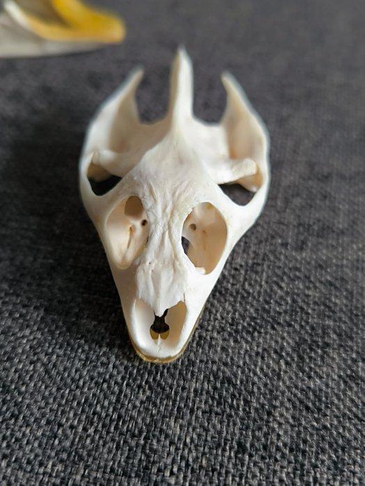 Schildpad Schedel - trionyx sinensis - 4 cm - 4 cm - 6 cm, Antiek en Kunst, Curiosa en Brocante