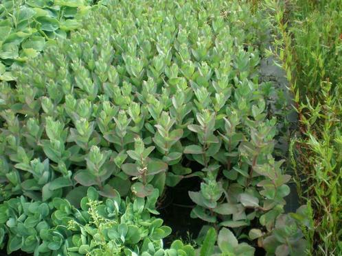 Sedum 'Herbstfreude' 'Matrona' en bodembedekkers, Tuin en Terras, Planten | Tuinplanten, Bodembedekkers, Vaste plant, Volle zon