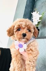 MALTIPOO f1 b , hypoallergeen  kleinblijvend, Dieren en Toebehoren, Parvo, Overige rassen, 8 tot 15 weken, Meerdere