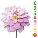 The Bulb Farmers - 12 x Dahlia Pacific Jewel - roze met wi, Tuin en Terras, Bloembollen en Zaden, Voorjaar, Bloembol, Verzenden