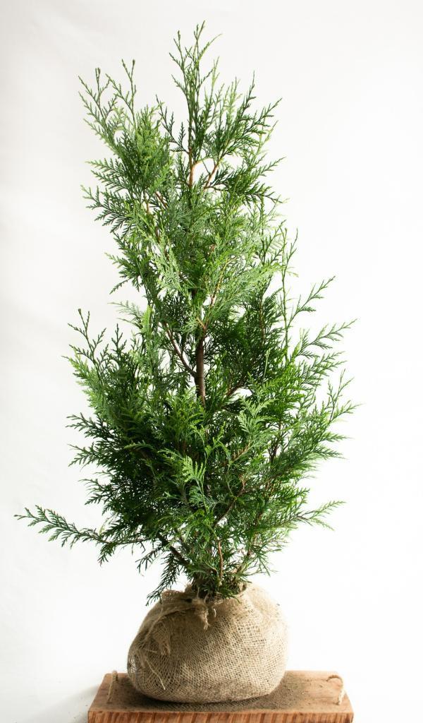 Conifeer - Thuja Plicata Excelsa - Haagplanten Actie!!, Tuin en Terras, Planten | Struiken en Hagen, Conifeer, Haag, Ophalen of Verzenden