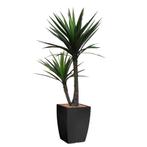 Yucca kunstplant, H200cm, Huis en Inrichting, Kamerplanten, Ophalen of Verzenden