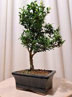 ilex bonsai (japanse hulst) - Hoogte (boom): 27 cm - Diepte