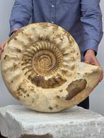 Grote ammoniet - 24 kg - Gefossiliseerde schelp -, Verzamelen