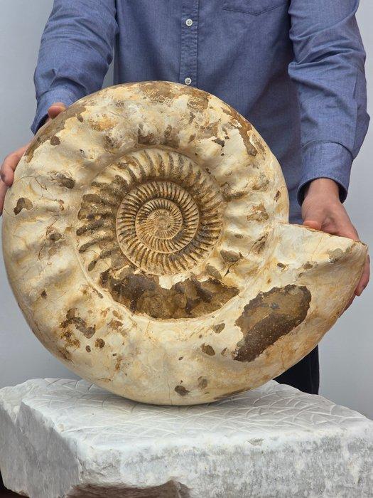 Grote ammoniet - 24 kg - Gefossiliseerde schelp -, Verzamelen, Mineralen en Fossielen