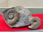 Ammoniet - Gefossiliseerde schelp - Criocers cunnieri et, Verzamelen, Mineralen en Fossielen