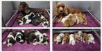 Engelse Cocker Spaniel Pups met Stamboom van Geteste Ouders., Nederland, Parvo, 8 tot 15 weken, Meerdere