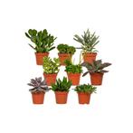 Everspring - Succulenten Mix - 18 stuks - 10 cm - Ø8,5, Huis en Inrichting, Verzenden, Nieuw