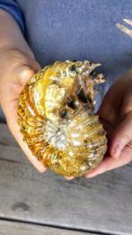 Nautilusschedel - zeldzaam specimen AAA+ kwaliteit -, Verzamelen, Mineralen en Fossielen