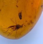 Birmese barnsteen - Barnsteen (Zonder minimumprijs)