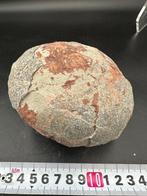 Dinosaurus - Fossiele matrix - Hadrosaurus or, Verzamelen