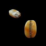 Oud-Egyptisch Kornalijn Skarabeet met Maat-veerdecoratie -