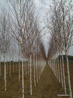 Berkenboom | met witte stam | Himalayaberk, Tuin en Terras, Planten | Bomen