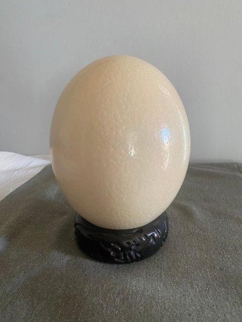Struisvogel Ei - Struthio camelus egg - 22 cm - 12 cm - 12, Antiek en Kunst, Curiosa en Brocante