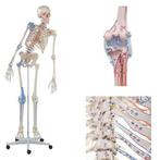 Anatomie model menselijk skelet met spieren en ligamenten, Sport en Fitness, Overige Sport en Fitness, Nieuw, Verzenden