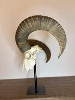Mouflon Schedel op een standaard - Ovis orientalis - 50 cm -