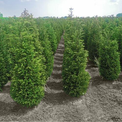 Taxus Baccata 160-180 cm, Tuin en Terras, Planten | Struiken en Hagen