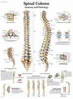 Anatomie poster wervelkolom (gelamineerd, 50x67 cm) + oph..., Verzenden, Nieuw