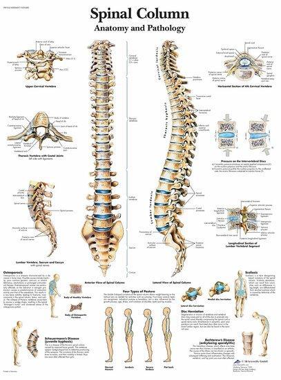 Anatomie poster wervelkolom (gelamineerd, 50x67 cm) + oph..., Sport en Fitness, Overige Sport en Fitness, Verzenden