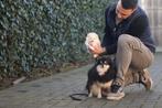 Dwergkeesjes te koop - Belgische fokker, Dieren en Toebehoren, Honden | Poolhonden, Keeshonden en Oertypen, Parvo, België, Keeshond