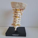 Anatomisch model (5) - Plastic, Rubber - 1960-1970 -, Antiek en Kunst