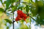 Punica granatum meerstammig 300-350, Tuin en Terras