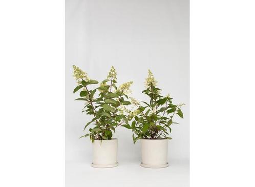 XL Hortensia Paniculata Pinky Winky - set van 2, Huis en Inrichting, Kamerplanten, Verzenden