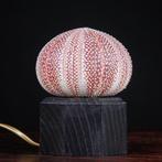 Lamp - Zeeëgel Tafellamp - Taxidermie volledige montage -, Nieuw