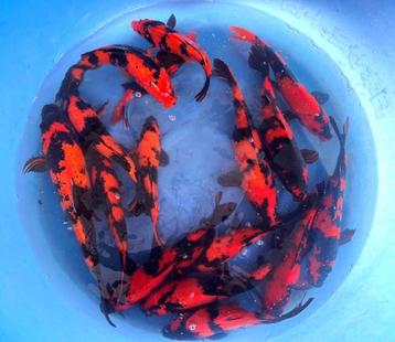Hirasawa Marusei 28-35cm (Japanse Koi) beschikbaar voor biedingen