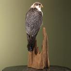 Hybride Valk Taxidermie Opgezette Dieren By Max, Ophalen of Verzenden, Nieuw, Vogel, Opgezet dier