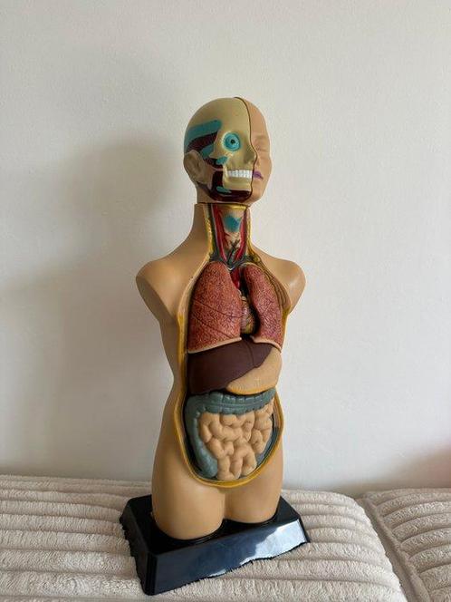 Onderwijs/demonstratiemodel - Plastic - 1990-2000 -, Antiek en Kunst, Curiosa en Brocante