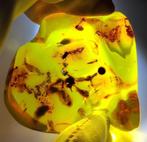 FOSSIEL-GEWELDIG!! Dominican amber - 250 ct- 50 g