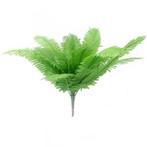 Varen Boston Fern Bush 53 cm / st – Varen Varen, Ophalen of Verzenden, Nieuw