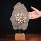 Fossiele Echinoïde - Fossieel skelet - Pseudocidaris Mammosa, Nieuw