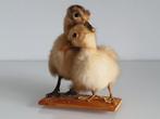 Vintage, knuffelende eendjeskuikens Taxidermie volledige, Antiek en Kunst