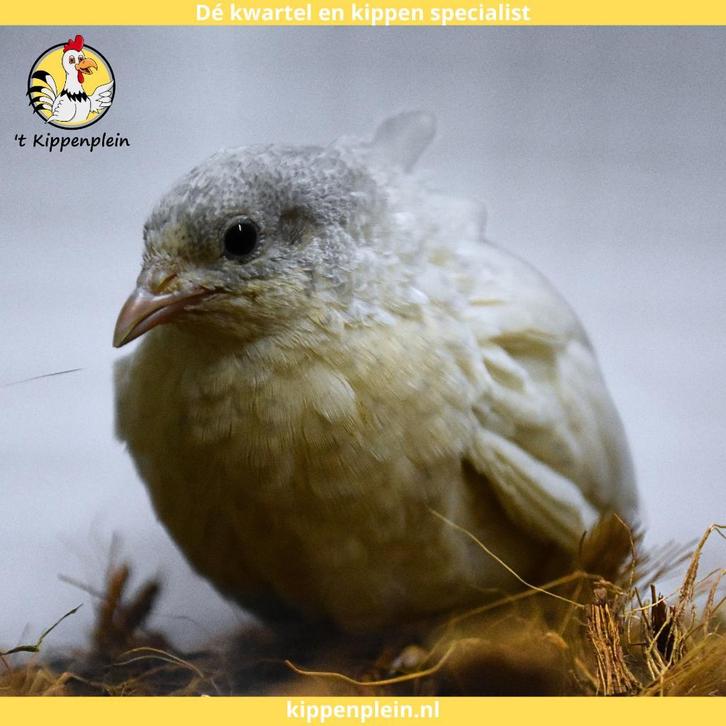 Chinese Dwergkwartels te Koop - Jonge hennen - Veel keus, Dieren en Toebehoren, Pluimvee, Overige soorten, Meerdere dieren