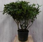 Rododendron 120 cm paars - Warentuin Natuurlijk, Verzenden